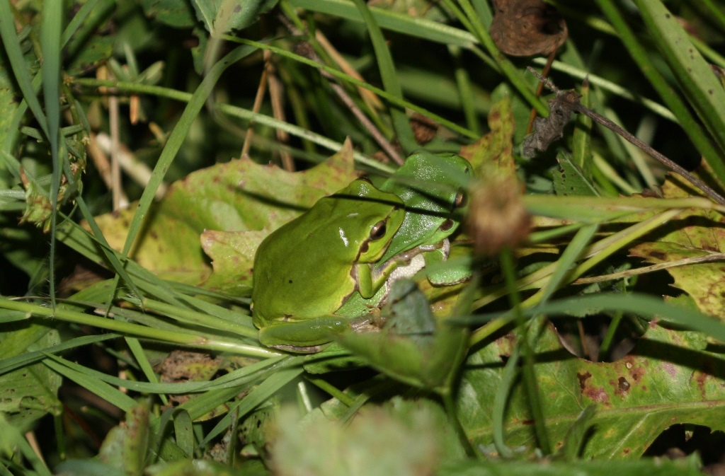 Accoppiamento Hyla